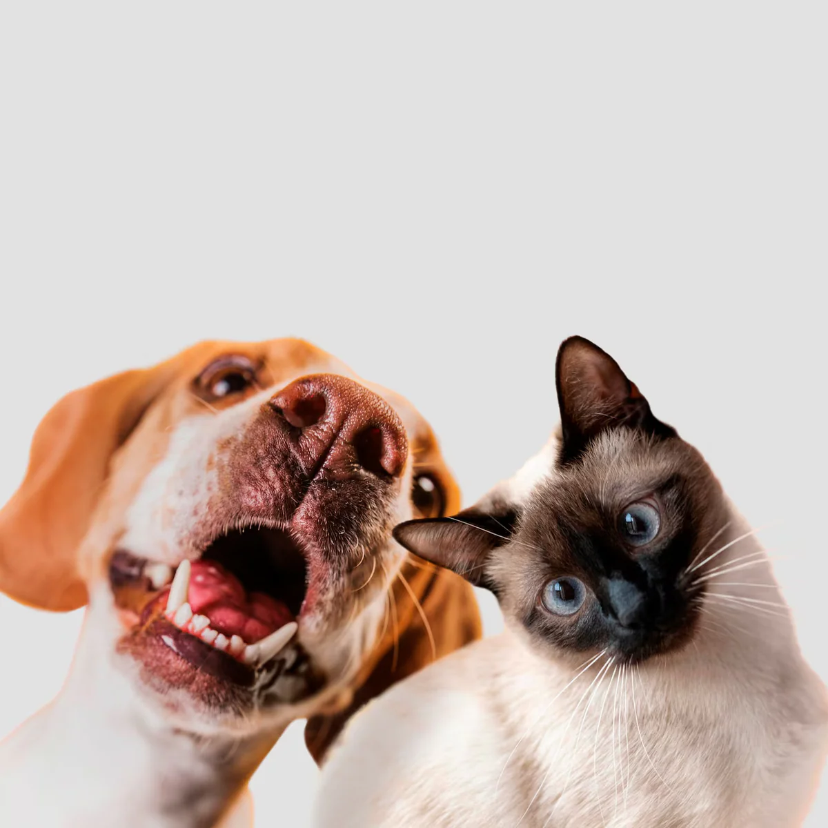 Celebrate Your Pet, Save Lives